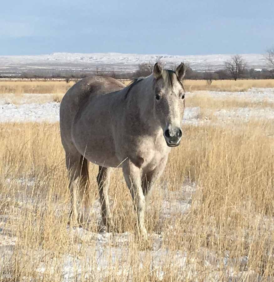 Gray horse standing in snowy grassland under a pale blue sky