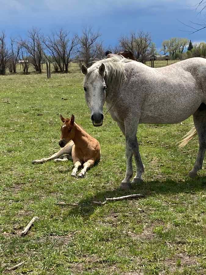 Gray horse standing beside a small brown foal lying on grass in a sunny field.