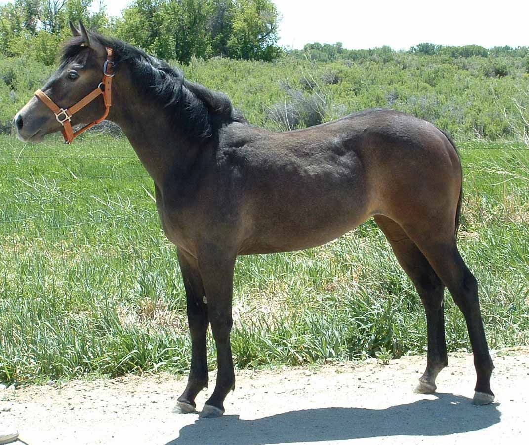 Brown horse standing on a dirt path in a grassy field, wearing a halter