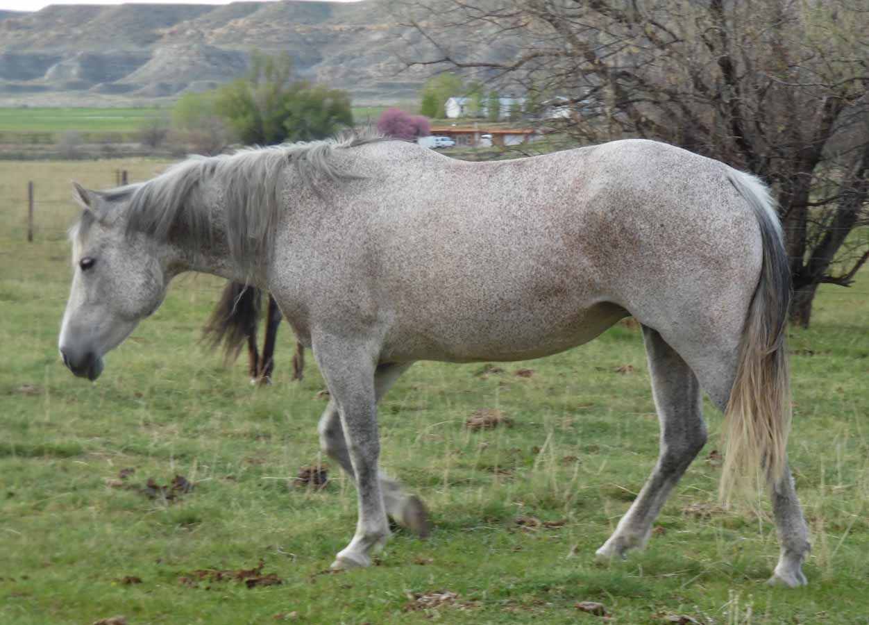 Gray horse grazing in a grassy field with trees and hills in the background