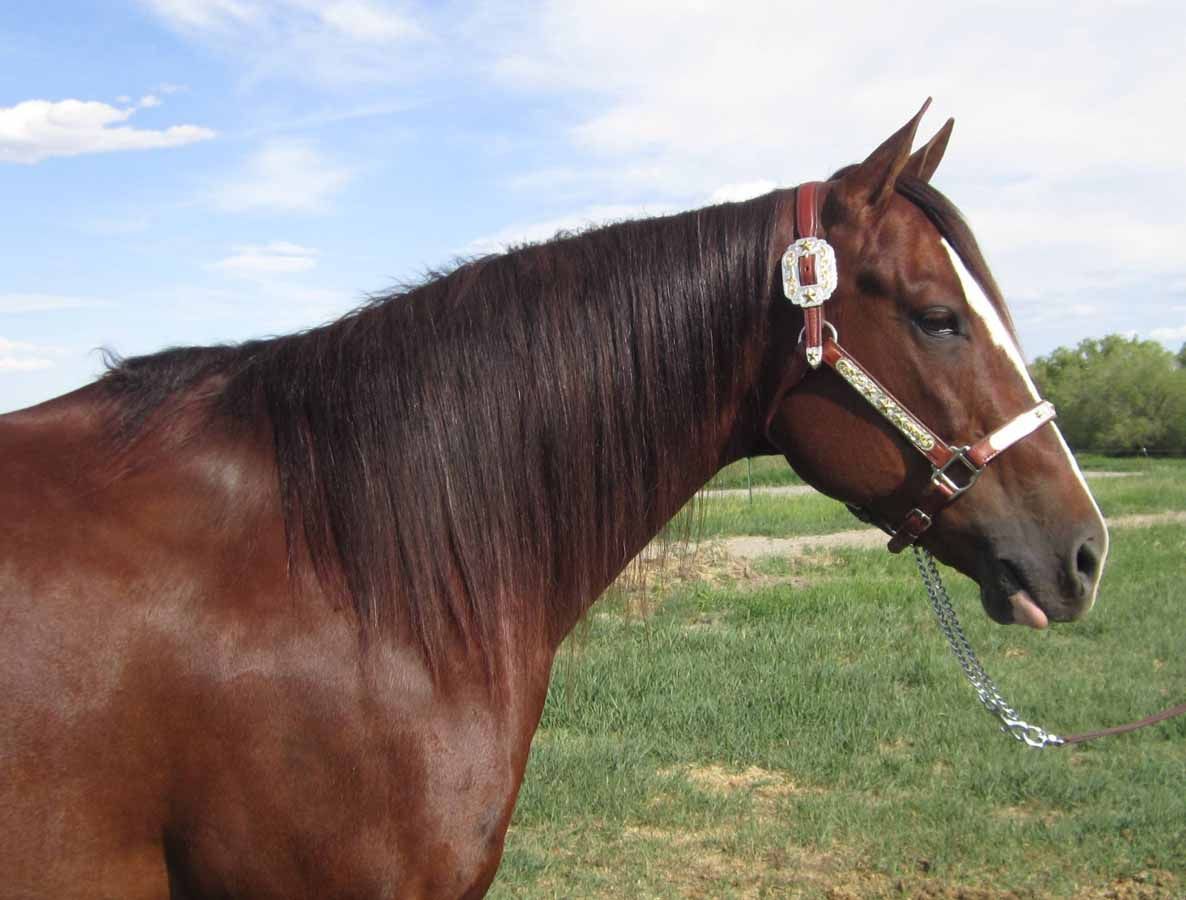 Brown horse with a white blaze, wearing a halter, standing in a grassy field under a blue sky