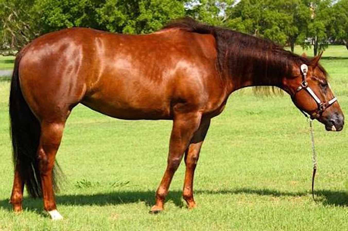 Brown horse grazing in a green pasture with a bridle on its head
