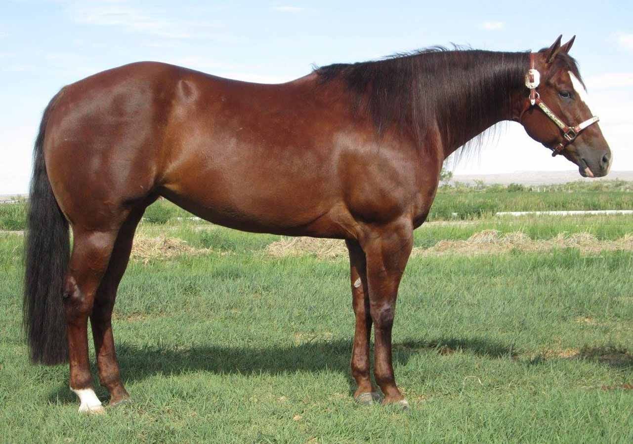 Brown horse standing in profile on grass in a field
