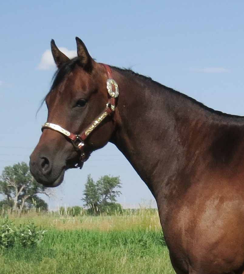Brown horse wearing a halter standing in a grassy field under a blue sky