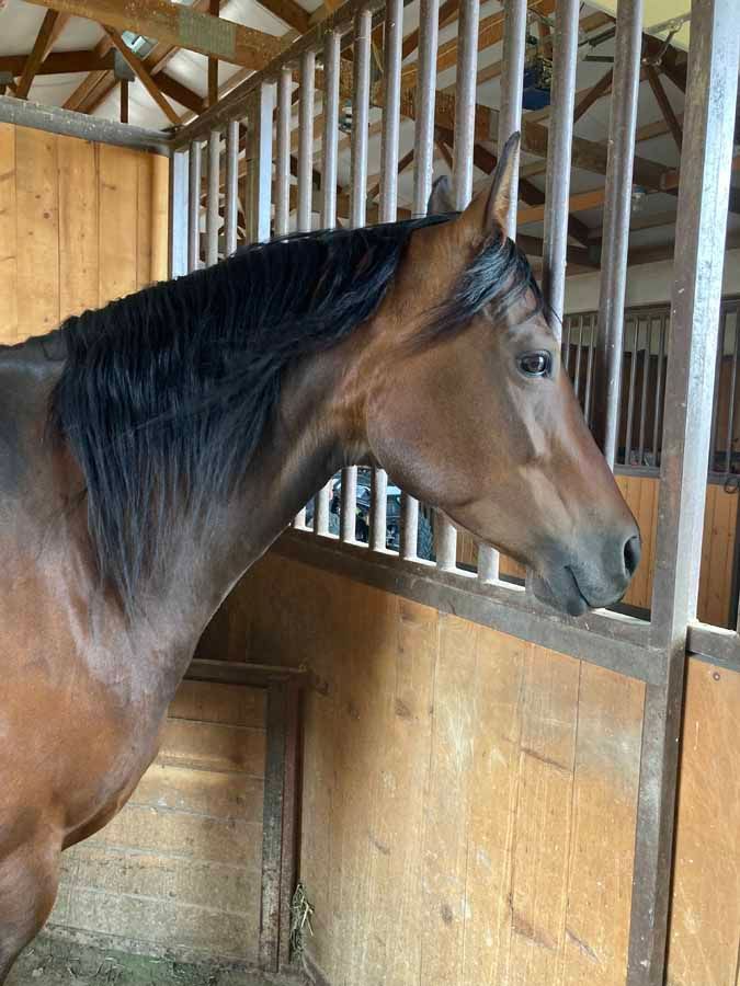 Brown horse with black mane looking out from a wooden stable stall