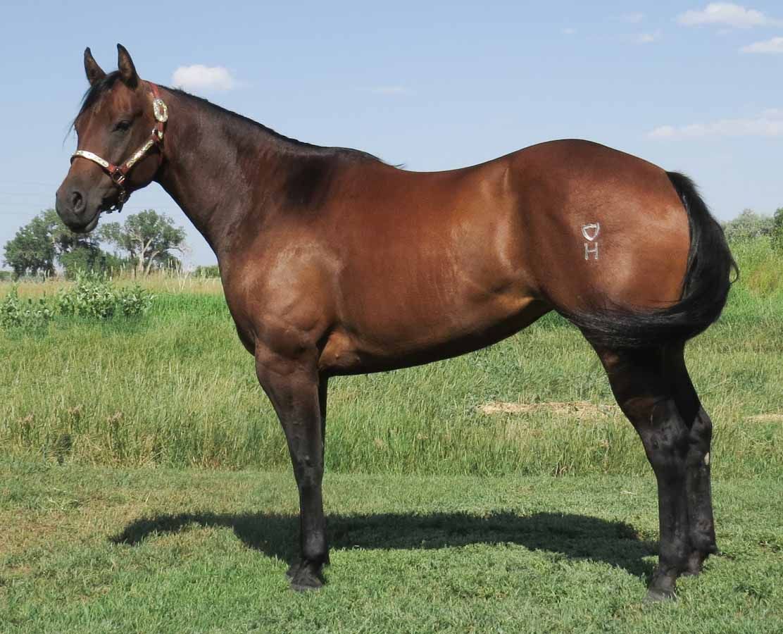 Brown horse standing in a grassy field under a blue sky