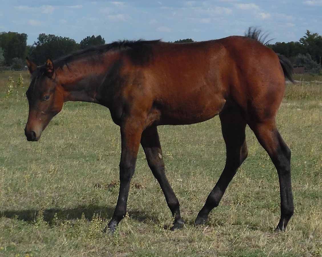 Brown horse walking in a grassy field under a clear sky