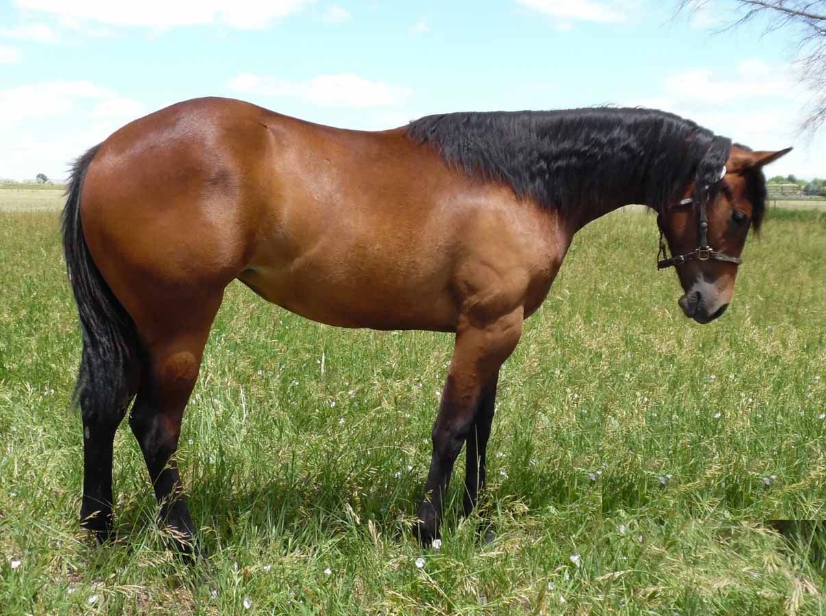 Brown horse with black mane standing in a grassy field