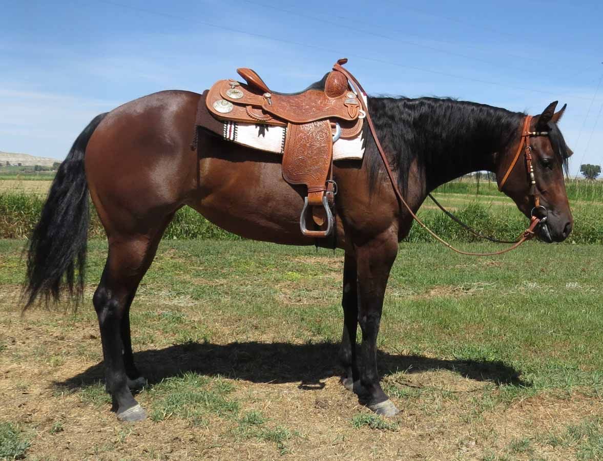 Brown horse standing in a grassy field with a saddle and bridle, side view