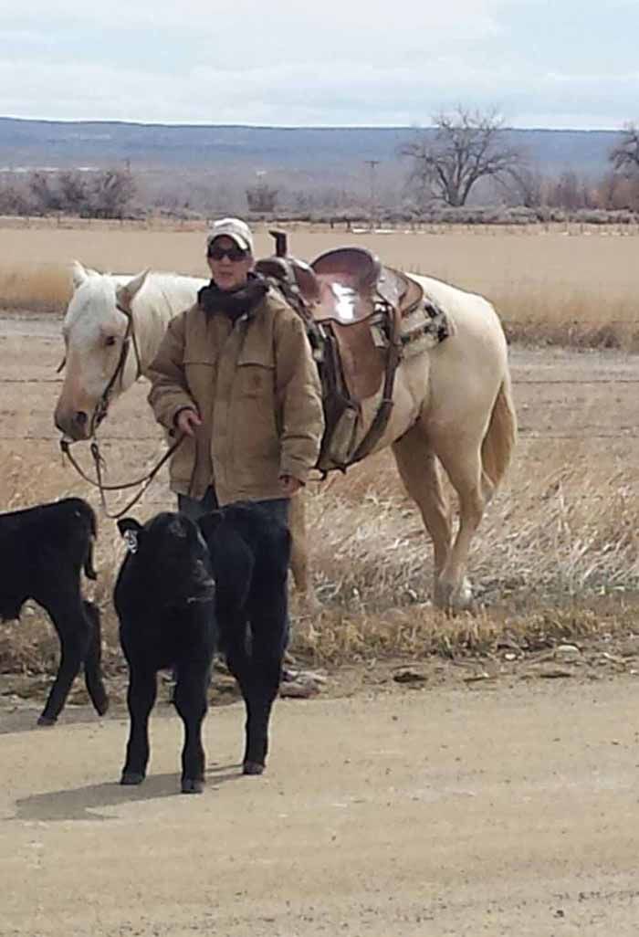 shield-h-farms-horse-breeder