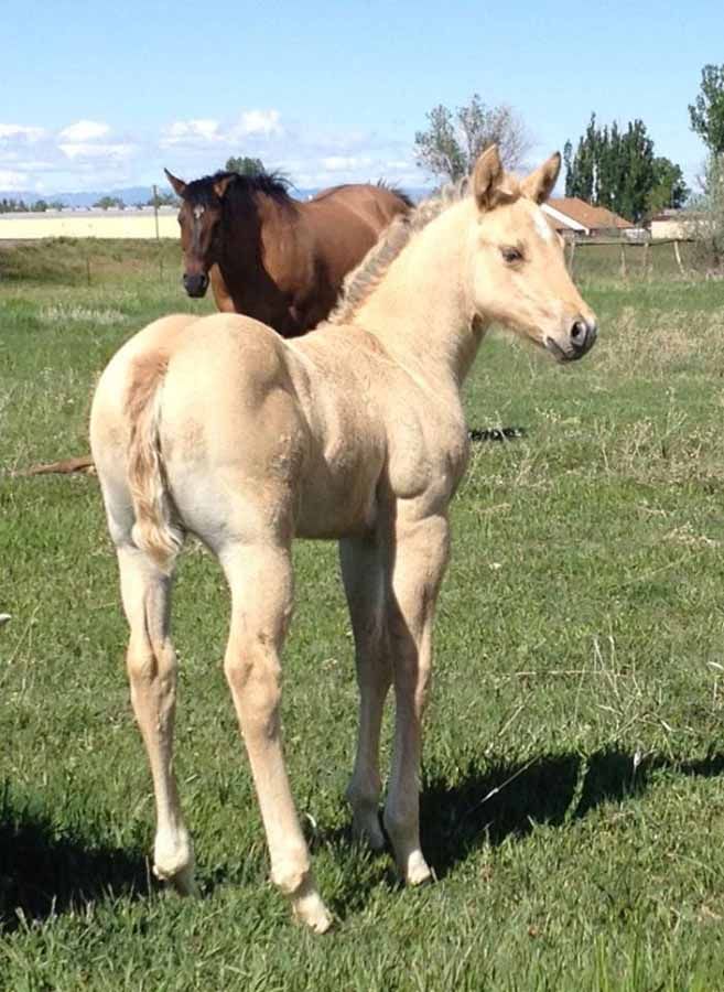Two foals standing in a grassy field, one light tan in front and one brown behind.