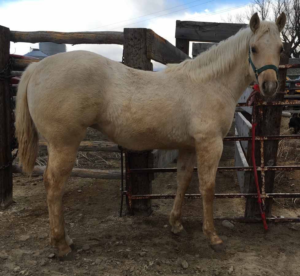 Light tan horse standing in a dirt paddock beside a wooden fence and gate