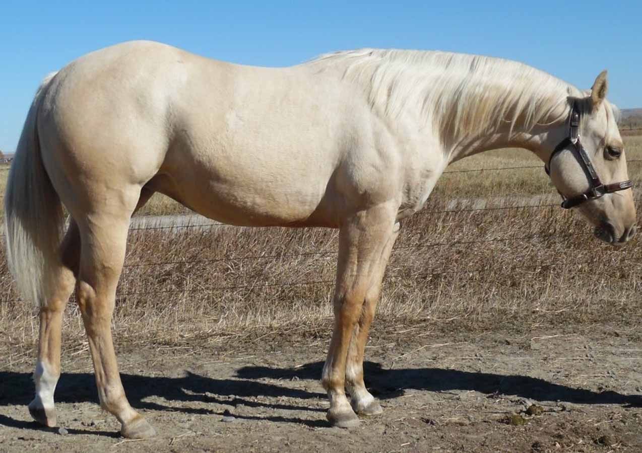 White horse standing in a dry field, facing right with a halter on.