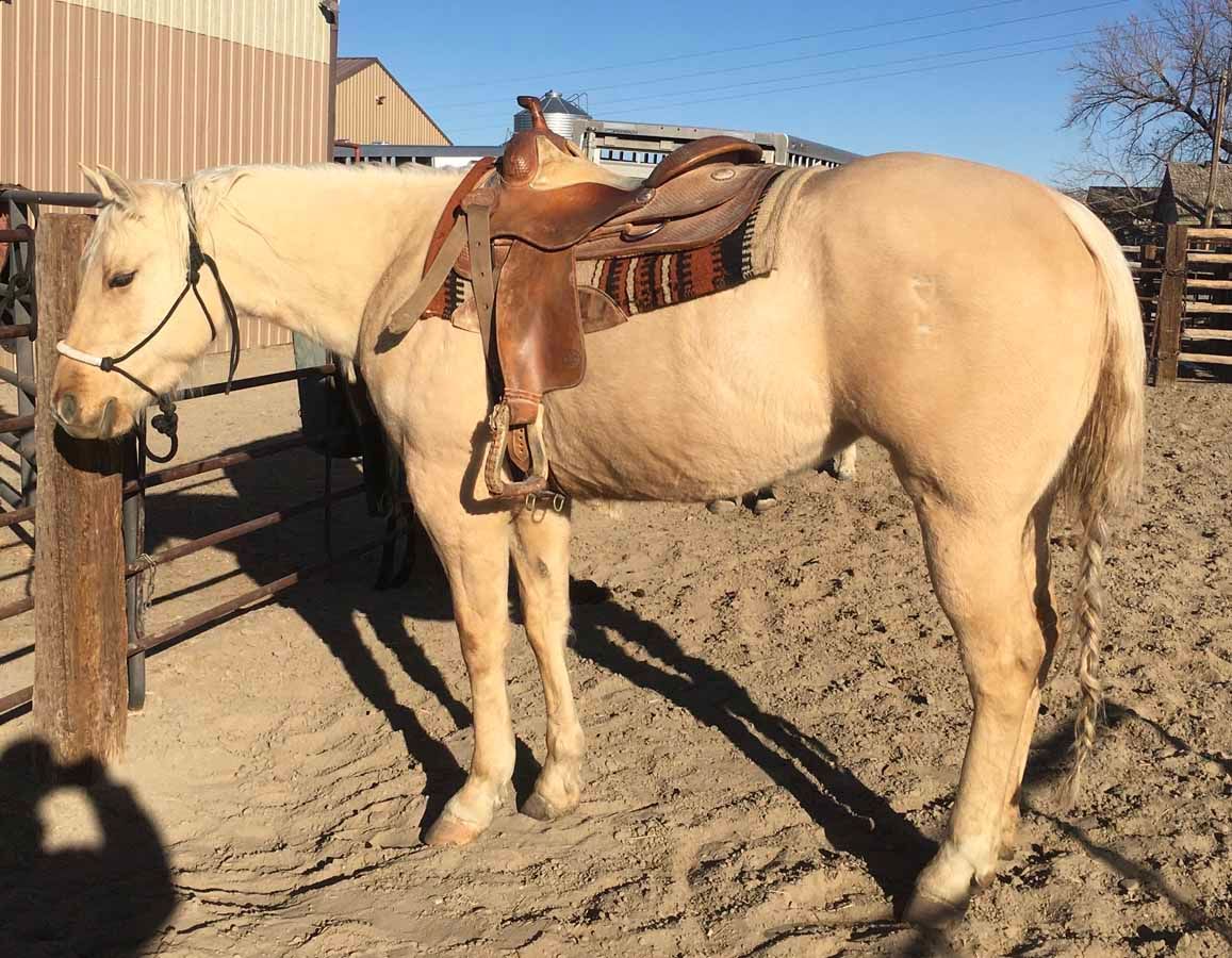A saddled tan horse stands in a dusty corral beside a fence in bright sunlight.