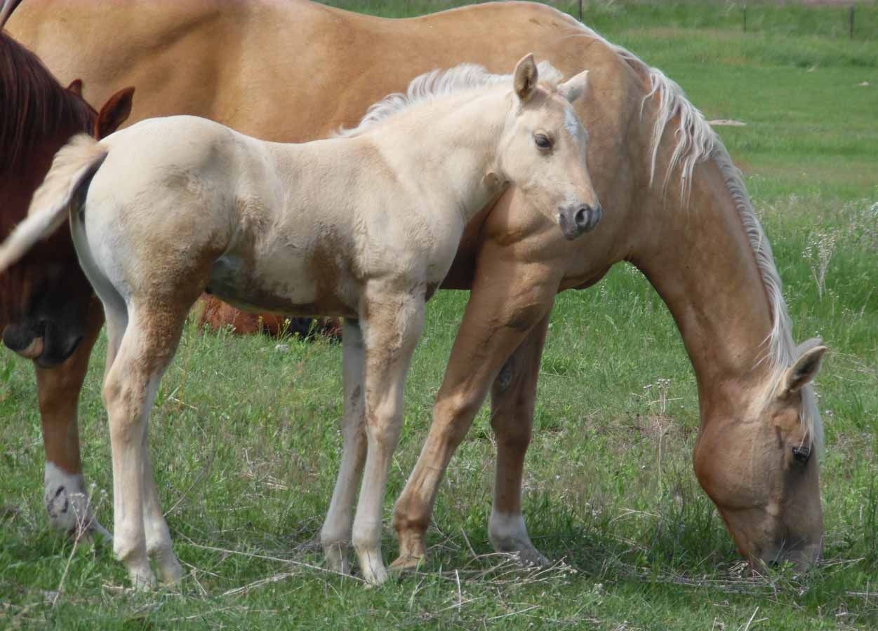 Two horses grazing in a grassy field, with a light foal standing beside a tan mare