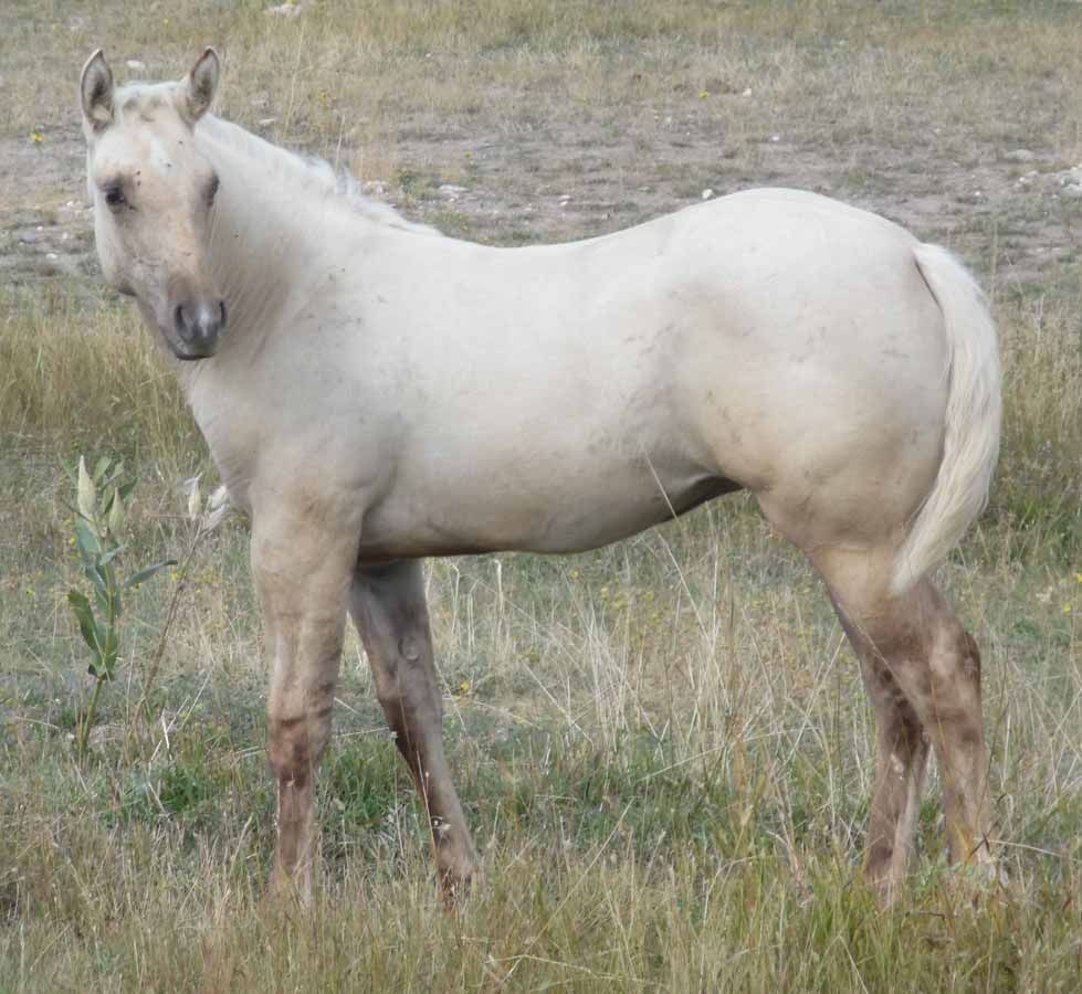 White horse standing in a grassy field, facing left.