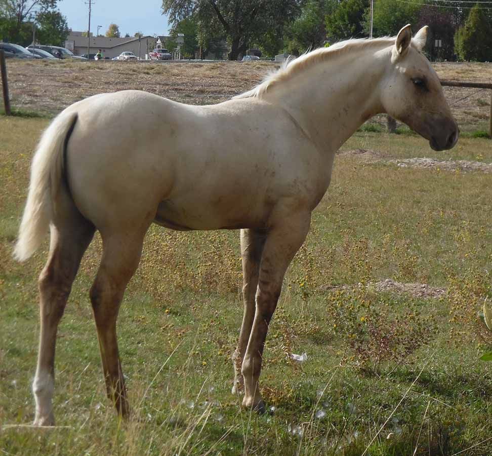 Light tan horse standing in a grassy field with a fence and trees in the background