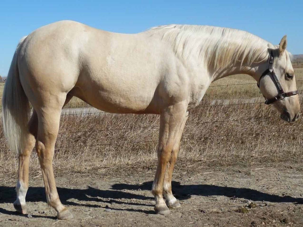 registered-reining-bred-broodmare