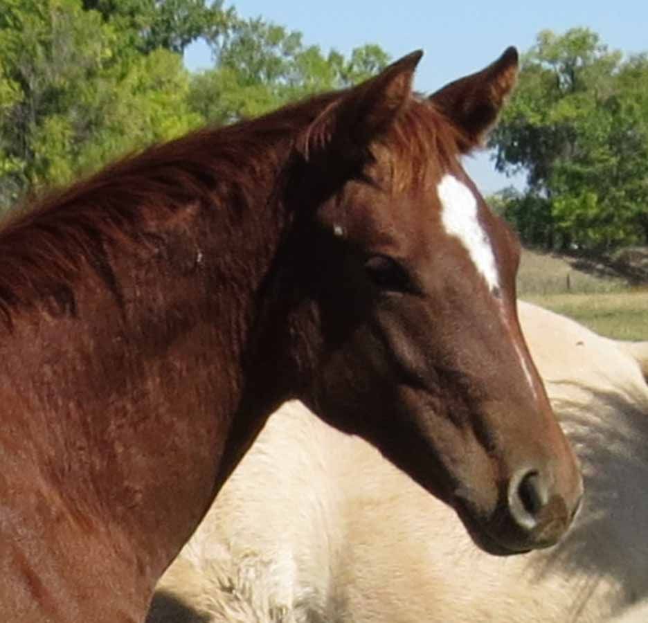 Brown horse with a white blaze standing outdoors in sunlight