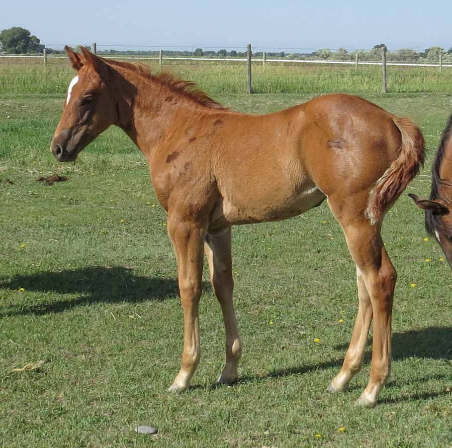 Young brown foal standing on grass in a fenced field