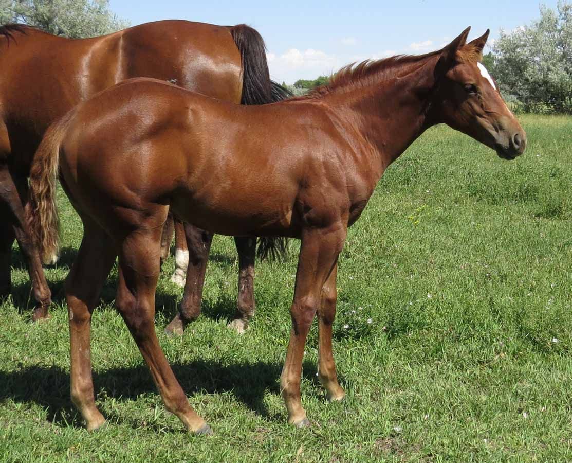 Brown foal standing in a grassy field beside an adult horse