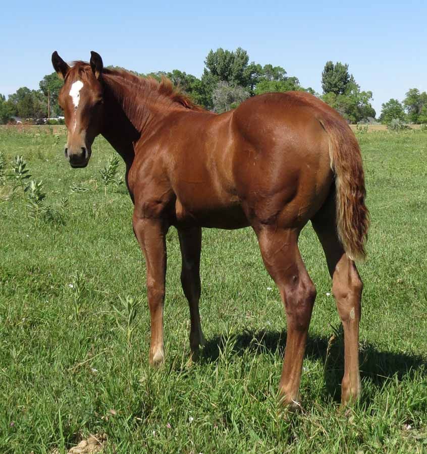 Brown horse standing in a grassy field under a blue sky