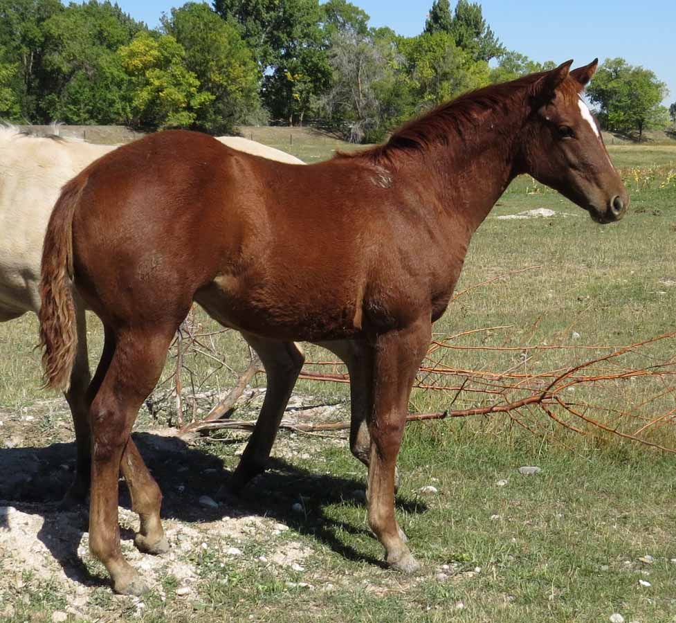 Brown horse standing in a grassy field with trees in the background