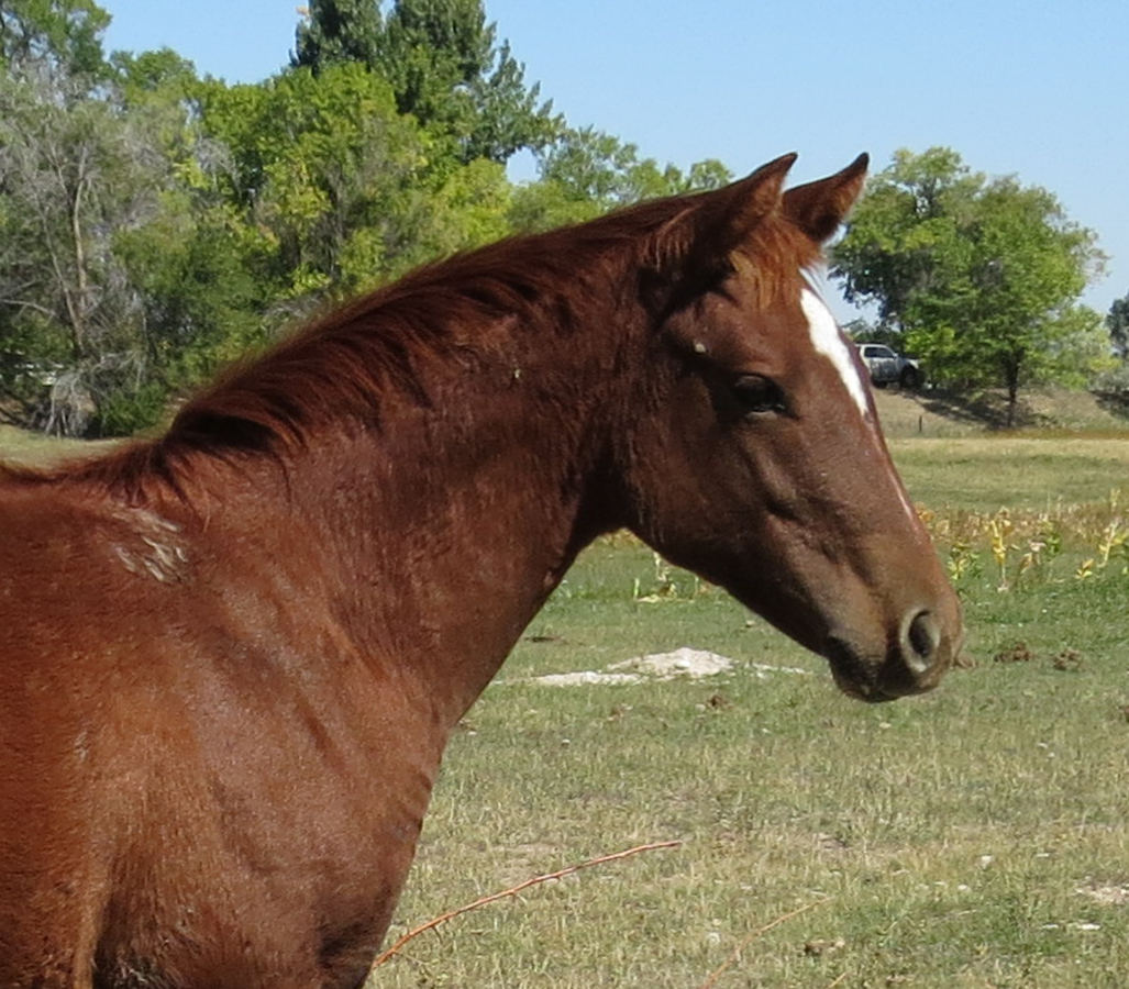 Brown horse standing in a grassy field with trees in the background