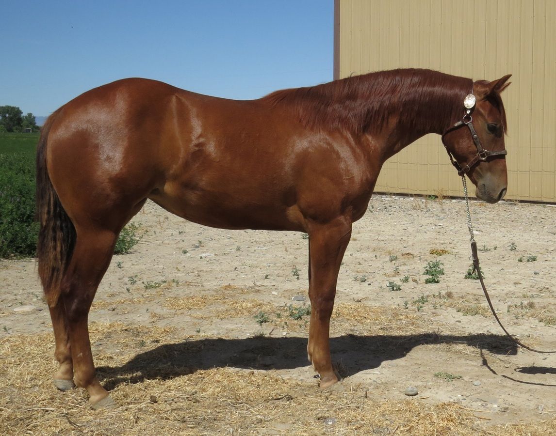 Brown horse standing on dry ground with a lead rope in a sunny outdoor paddock