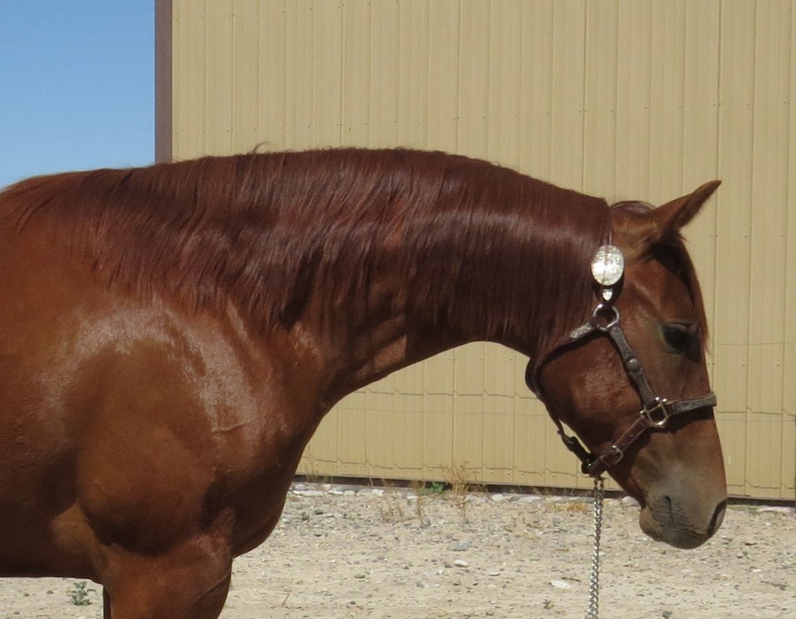 Brown horse in profile wearing a bridle, standing beside a tan building.