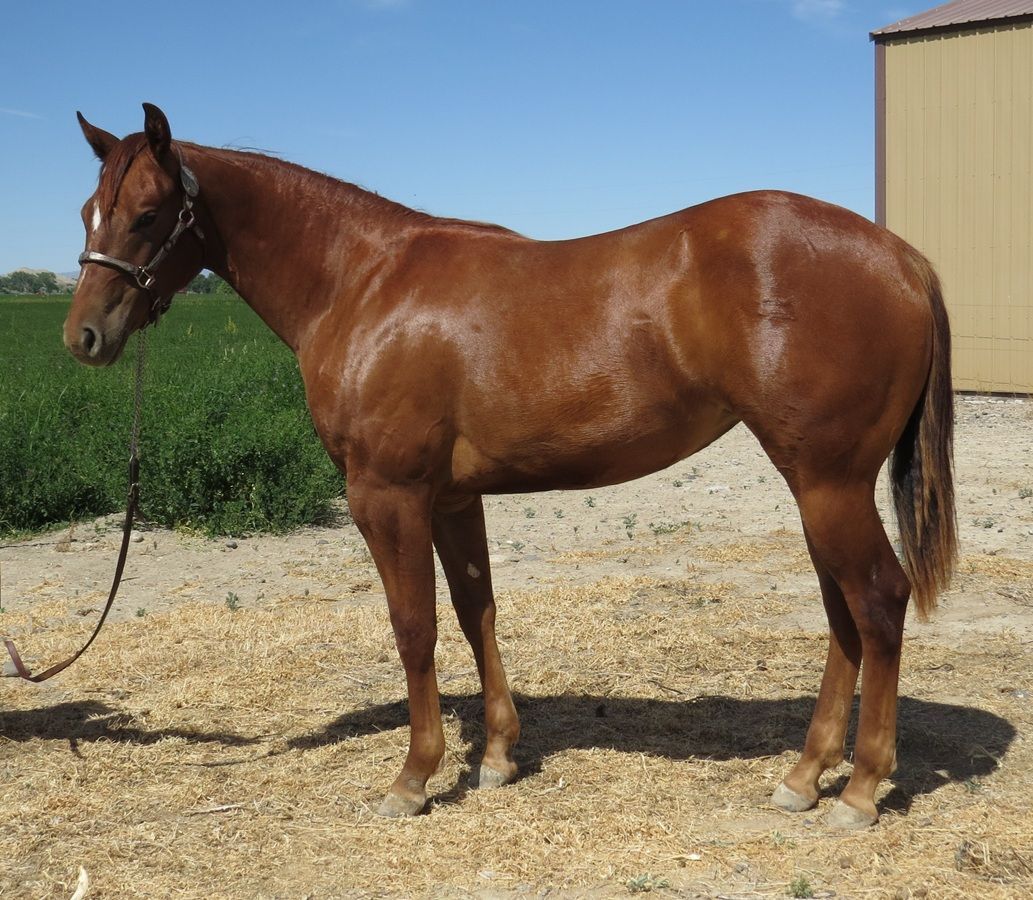 Brown horse standing in a sunny paddock beside a tan barn
