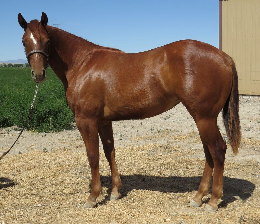 Brown horse standing outdoors on gravel beside a tan building and green field