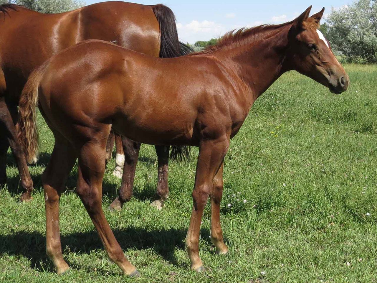 ranch-riding-prospects-for-sale