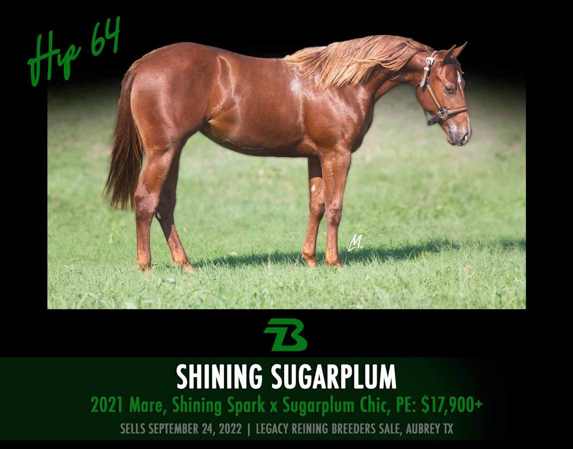 Chestnut horse standing on grass with “Shining Sugarplum” sale text on black background