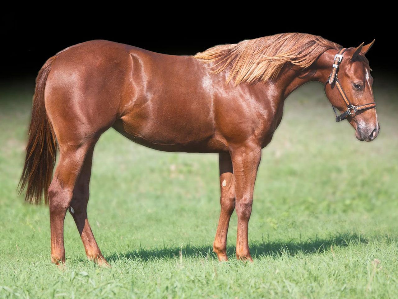horses-in-training-prospects