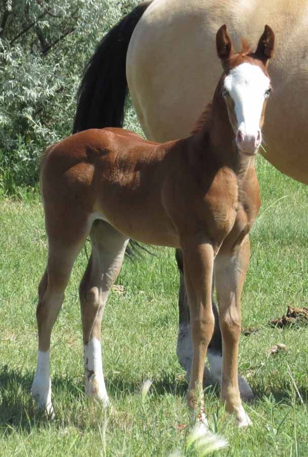 Brown foal with white face and legs standing in grassy field beside a tan horse