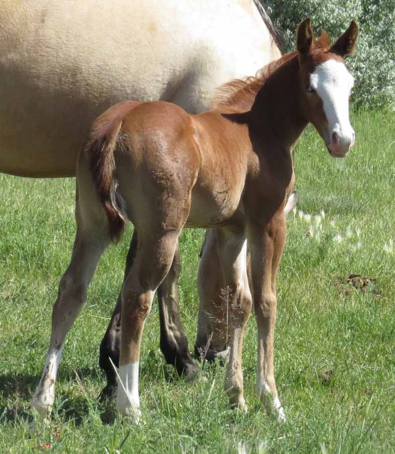Young brown foal standing beside its mother in a grassy field