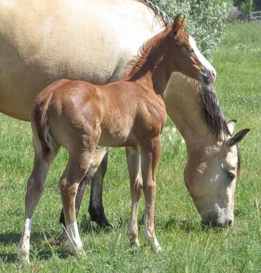 Brown foal standing beside a grazing white horse in a grassy field