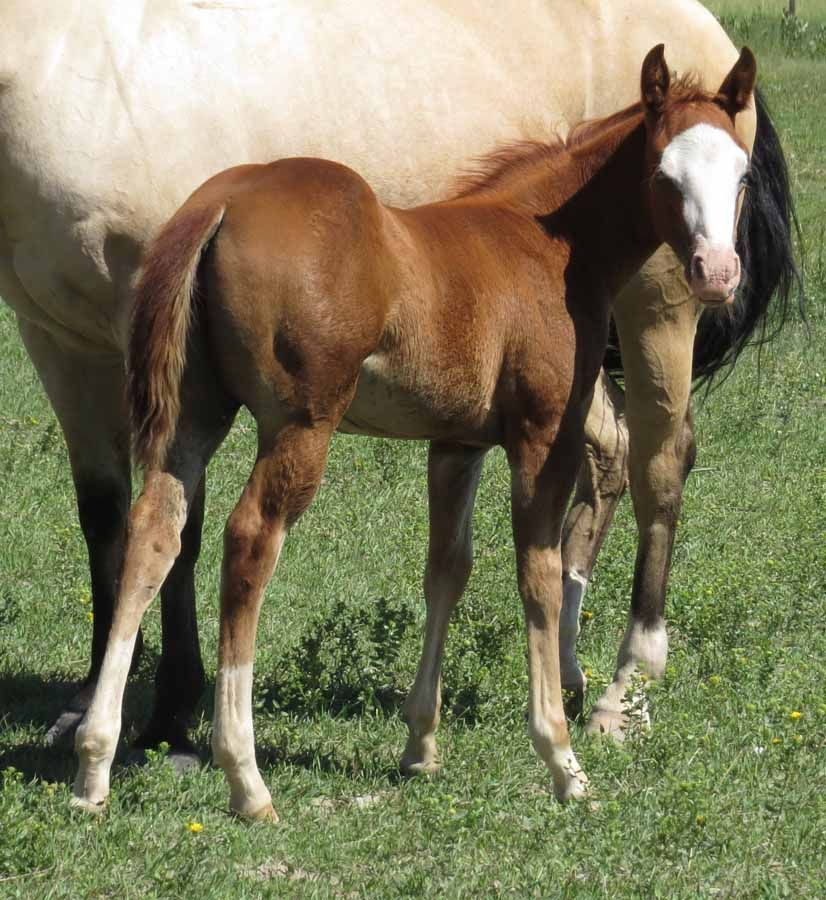 Brown foal standing beside a white horse in a grassy field.