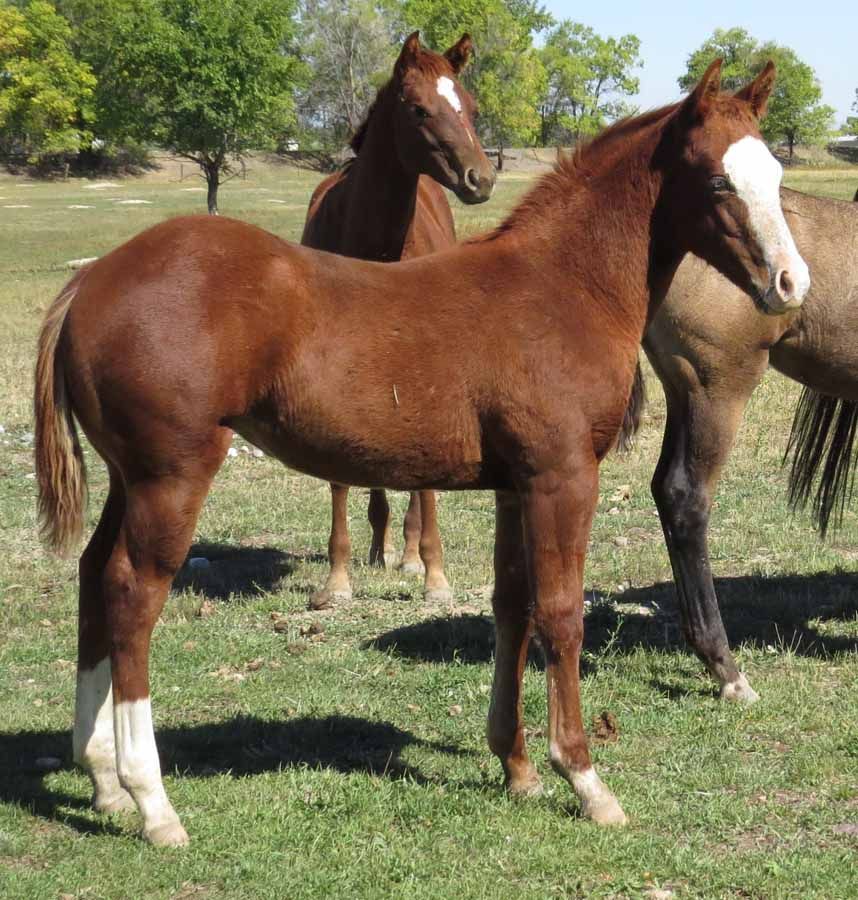 Two brown horses standing on grass, one with a white face and white leg markings.