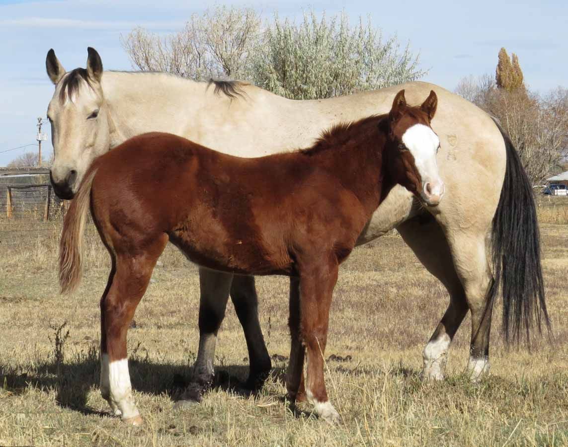 Two horses standing in a grassy field, one chestnut foal in front of a light-colored adult horse.