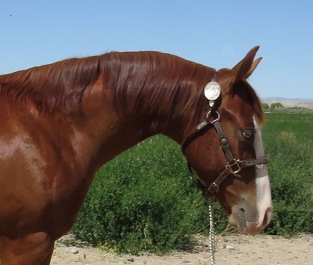 Chestnut horse standing in profile with a bridle in a grassy outdoor field under clear skies