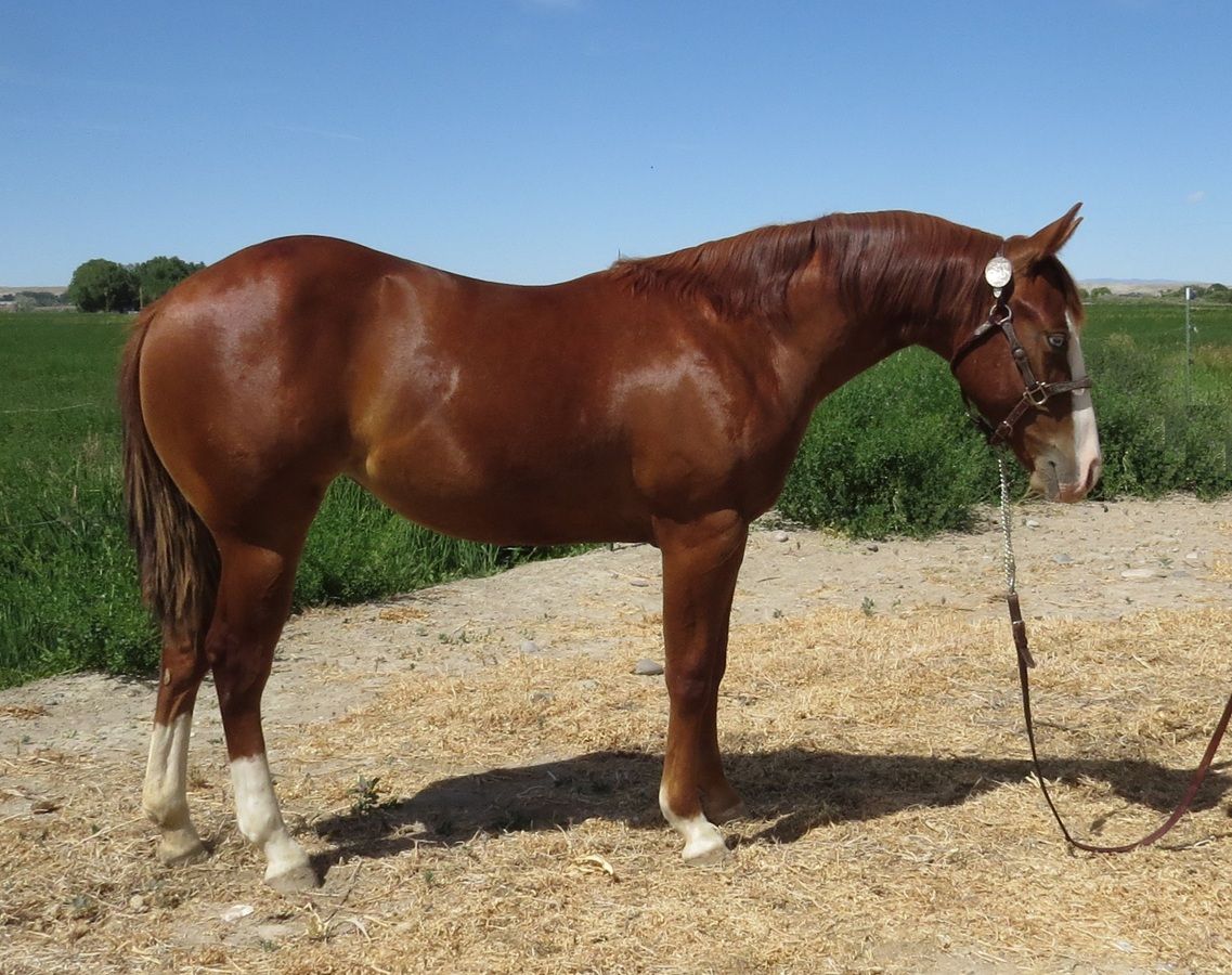 Chestnut horse standing on a dirt path in a grassy field, wearing a halter and lead rope.