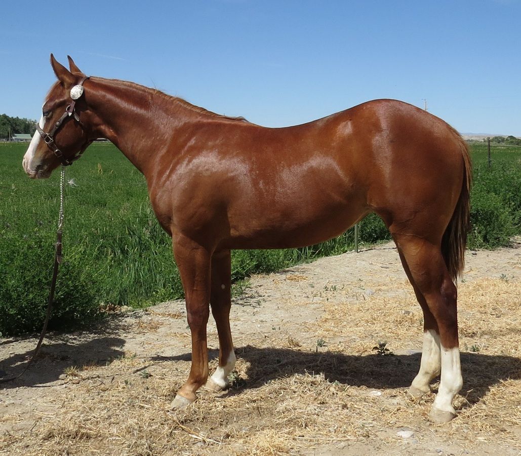 Chestnut horse standing on a dirt path beside green crops under a blue sky