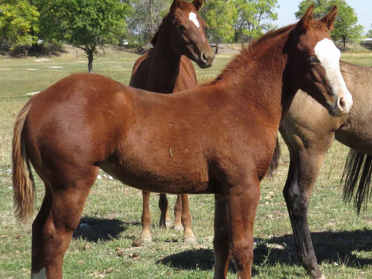 ranch-riding-prospects-for-sale