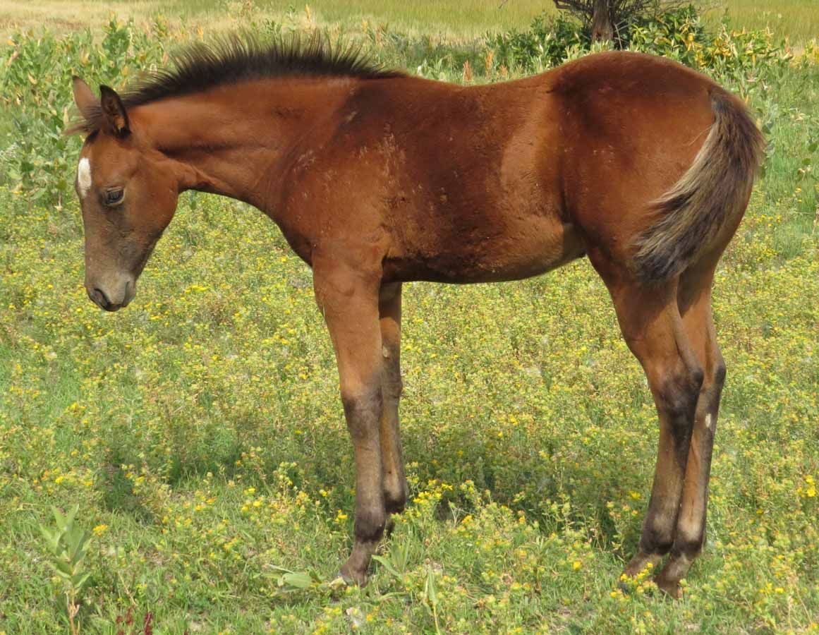 Brown horse standing in a grassy field, head lowered.