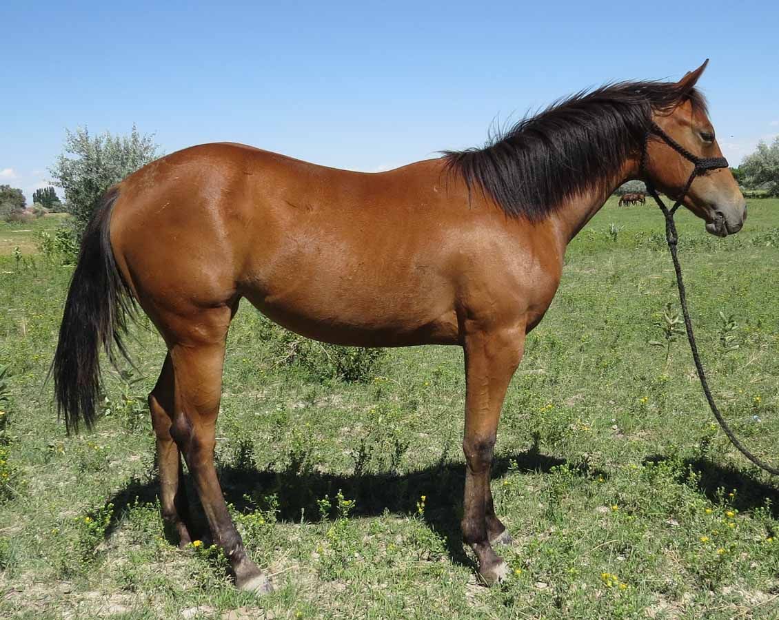 Brown horse standing in a grassy field, wearing a bridle and rope lead