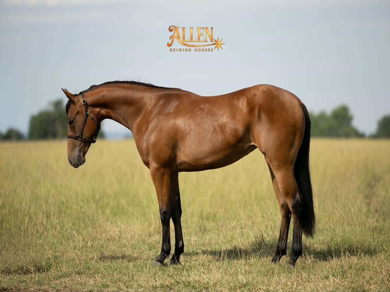 ranch-horse-prospects-for-sale