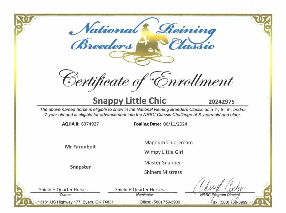 Certificate of Enrollment for “Snappity Little Chic” with gold border and National Showing Breeders Classic logo