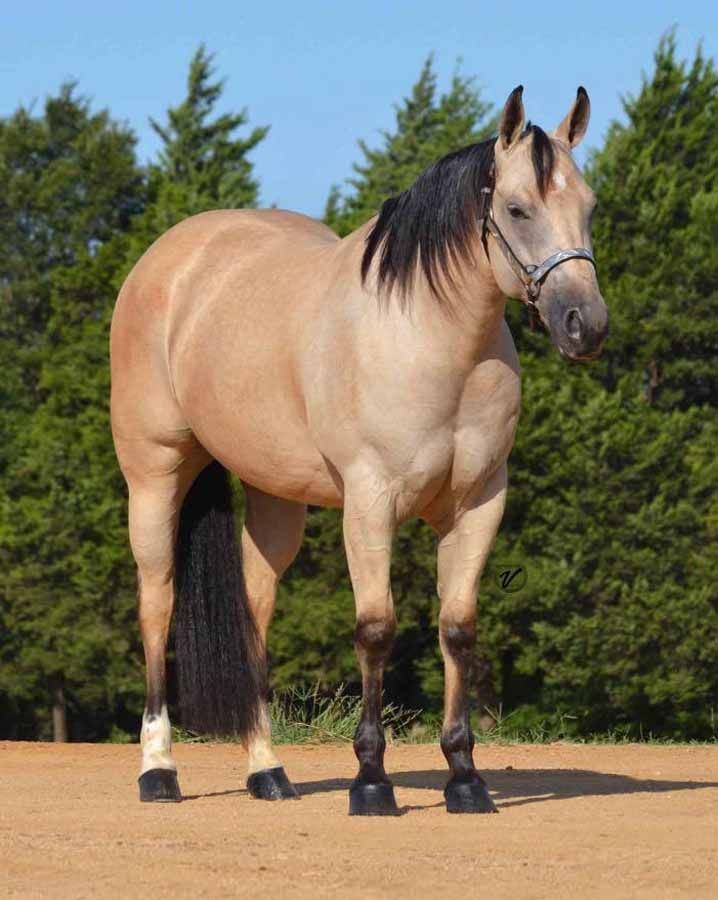 Buckskin horse standing on sandy ground with trees in the background